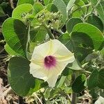 Ipomoea spathulata flower picture by susan brown (cc-by-sa)