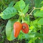 Capsicum chinense fruit picture by Dr Scholz (cc-by-sa)