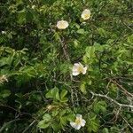 Rosa micrantha habit picture by Daniel Bourget (cc-by-sa)