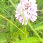 Dactylorhiza maculata flower picture by Leo Leo de Kaper (cc-by-sa)