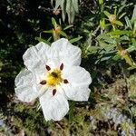 Cistus ladanifer flower picture by Rea Coton (cc-by-sa)