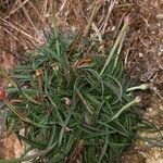 Armeria ruscinonensis leaf picture by Sarmiento Marcos (cc-by-sa)