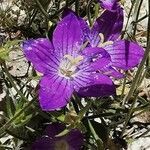 Campanula ramosissima flower picture by Angelos (cc-by-sa)