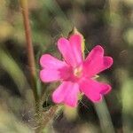 Silene muscipula flower picture by Diego Alex (cc-by-sa)