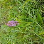 Gymnadenia conopsea habit picture by Nicolas Lagarrigue (cc-by-sa)