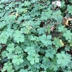 Geranium endressii habit picture by Jeff B (cc-by-sa)