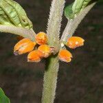 Besleria robusta flower picture by Nelson Zamora Villalobos (cc-by-nc)