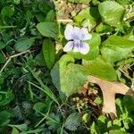 Viola sororia flower picture by joey chalice (cc-by-sa)