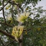 Albizia anthelmintica flower picture by Dieter Albrecht (cc-by-sa)