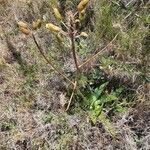 Aloe lateritia habit picture by susan brown (cc-by-sa)