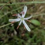 Chlorogalum pomeridianum flower picture by John John (cc-by-sa)