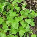 Pelargonium glechomoides habit picture by susan brown (cc-by-sa)