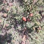 Juniperus phoenicea fruit picture by Basterra Joseba (cc-by-sa)