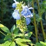 Salvia uliginosa flower picture by Trap Hers (cc-by-sa)