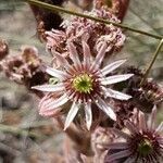 Sempervivum montanum flower picture by Laurent Ledante (cc-by-sa)