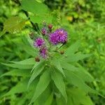 Vernonia baldwinii flower picture by Railey (cc-by-sa)