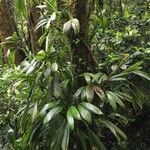 Evodianthus funifer habit picture by Daniel Barthelemy (cc-by-nc)