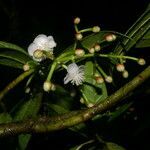 Chrysochlamys psychotriifolia flower picture by Nelson Zamora Villalobos (cc-by-nc)