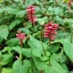 Persicaria orientalis habit picture by Caw Vus (cc-by-sa)