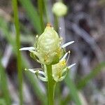 Parnassia palustris fruit picture by Francois Mansour (cc-by-sa)