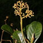 Ocotea insularis fruit picture by Nelson Zamora Villalobos (cc-by-nc)