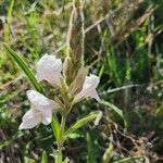 Asystasia charmian flower picture by Susan Brown (cc-by-sa)