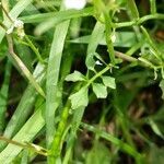 Cardamine hirsuta leaf picture by Gaël Covain (cc-by-sa)