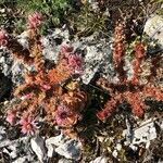 Sempervivum montanum habit picture by Philippe Bissières (cc-by-sa)