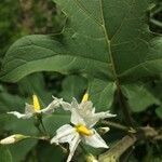 Solanum robustum flower picture by Hugo SANTACREU (cc-by-sa)