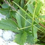 Potentilla pyrenaica leaf picture by Llandrich anna (cc-by-sa)