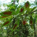 Nematanthus fritschii habit picture by Renato Lima (cc-by-nc-sa)