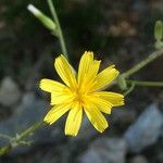 Chondrilla juncea flower picture by Llandrich anna (cc-by-sa)