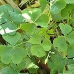 Oxalis stricta habit picture by Yoan MARTIN (cc-by-sa)