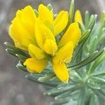 Genista linifolia flower picture by Francois Mansour (cc-by-sa)