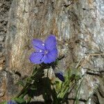 Veronica fruticulosa flower picture by Llandrich anna (cc-by-sa)