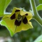 Physalis peruviana flower picture by Francois Mansour (cc-by-sa)