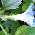 Ipomoea nil flower picture by Trap Hers (cc-by-sa)