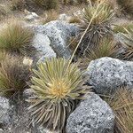 Espeletiopsis colombiana habit picture by Fabien Anthelme (cc-by-sa)