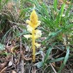 Orobanche flava leaf picture by Jean-Philippe Mouraud (cc-by-sa)