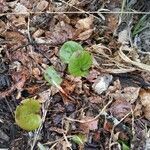 Pyrola asarifolia leaf picture by Eric Larsen (cc-by-sa)