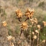 Centaurea melitensis fruit picture by garcia (cc-by-sa)