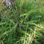 Blechnum spicant habit picture by Terje Norli (cc-by-sa)