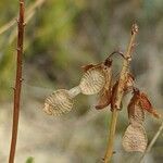 Hedysarum boveanum fruit picture by Denis Bastianelli (cc-by-sa)