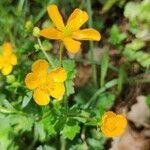 Ranunculus tuberosus flower picture by Daniel Bourget (cc-by-sa)