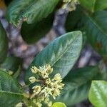 Frangula californica flower picture by Johnny Poppyseed (cc-by-sa)