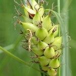 Carex melanostachya fruit picture by Yoan MARTIN (cc-by-sa)