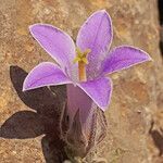 Campanula celsii flower picture by dimitris log (cc-by-sa)