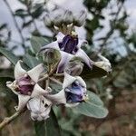 Calotropis gigantea flower picture by Prasanta Hembram (cc-by-sa)