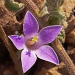 Campanula celsii flower picture by dimitris log (cc-by-sa)