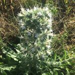 Echium italicum flower picture by _p (cc-by-sa)